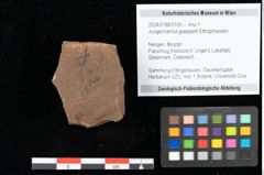 Foto (Objekt + Etikett) von Jungermannia goepperti Ettingshausen (NHMW-GEO-2024-0188-0105)
